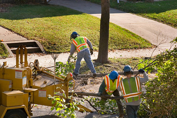 Best Arborist Services Near Me  in Lake Waccamaw, NC